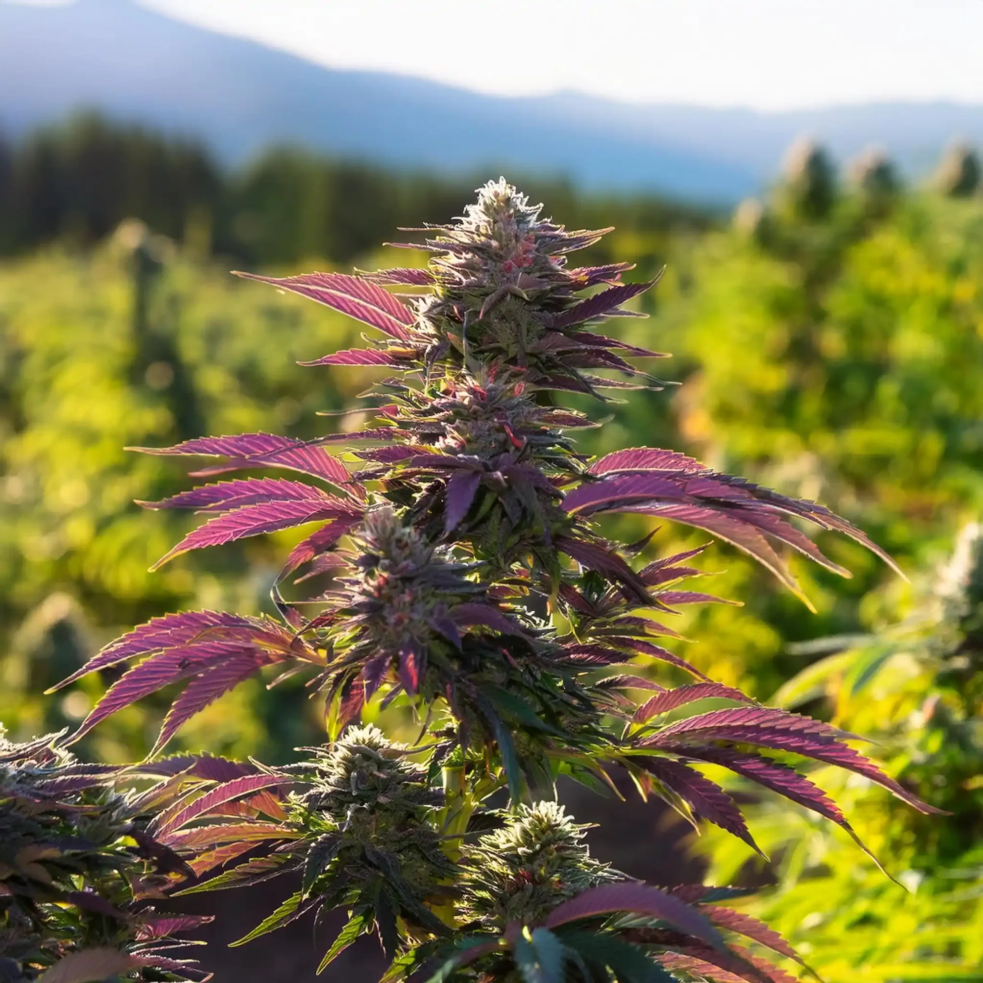 THCA Flower Options Bringing Variety To Personalized Wellness-Focused Routines